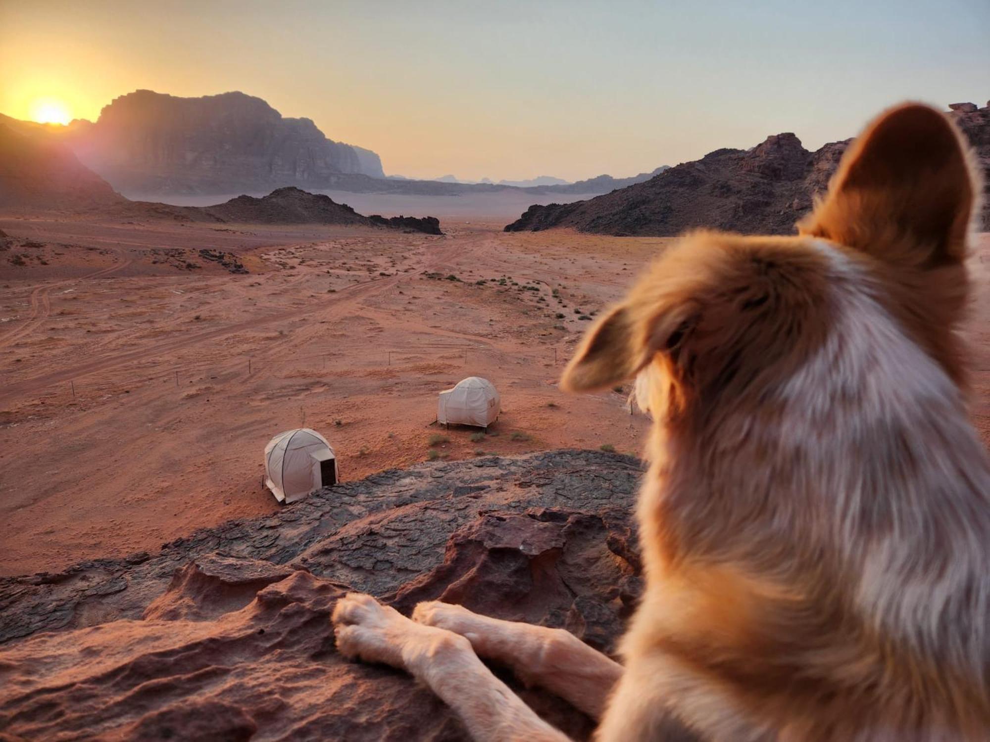 Wadi Rum Bedouin Experience Exteriör bild